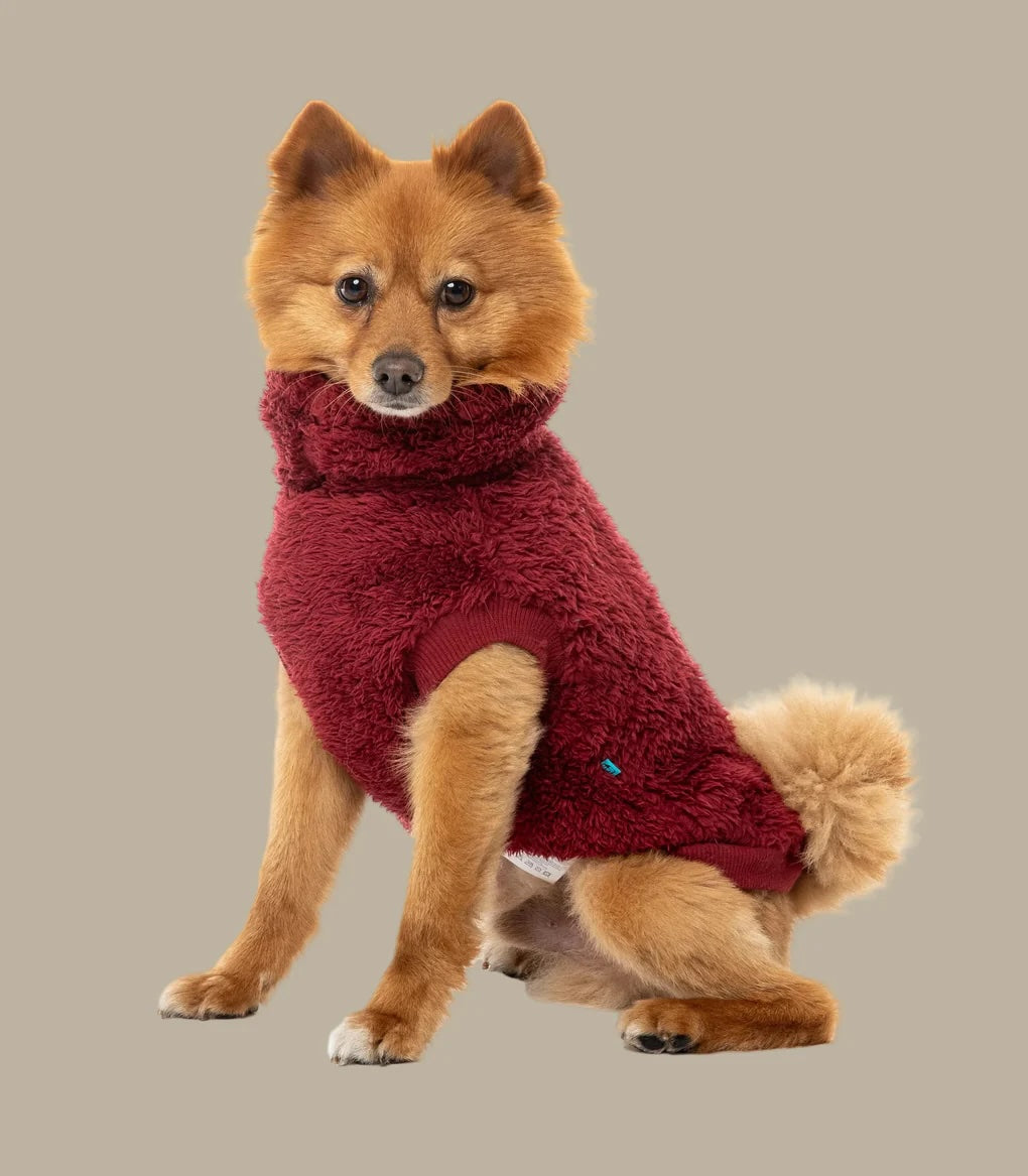 5 Ways to Keep Your Dog Warm This Winter (Sunshine Coast Hinterland Edition)