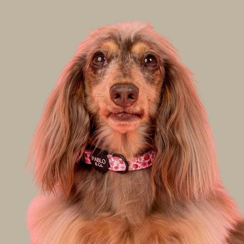 Pablo & Co. PRIMROSE Dog Collar