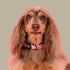 Pablo & Co. PRIMROSE Dog Collar
