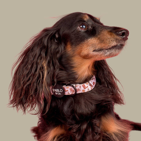 Pablo & Co. HOWDY Dog Collar