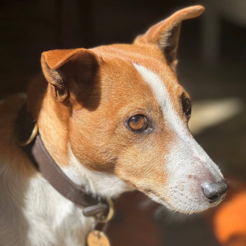 Georgie Paws BALD Collar - CHICORY