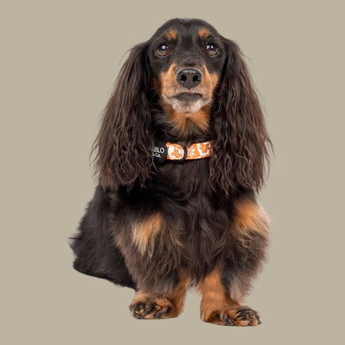 Pablo & Co. RETRO DAZIE Dog Collar