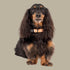 Pablo & Co. RETRO DAZIE Dog Collar