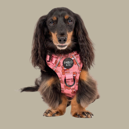 Pablo & Co. TEDDIES No Pull Adventure Dog Harness