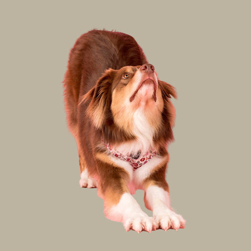 Pablo & Co. PRIMROSE Adjustable Dog Harness