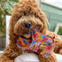 Outback Tails DESERT Dog Chew Toy - Ben (Sand Dunes)