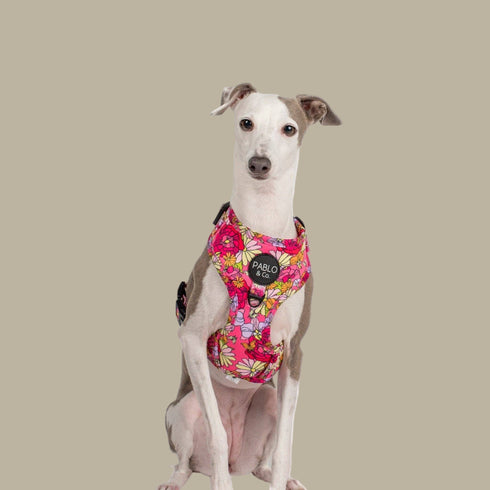 Pablo & Co. IN BLOOM Adjustable Dog Harness