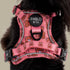 Pablo & Co. TEDDIES No Pull Adventure Dog Harness