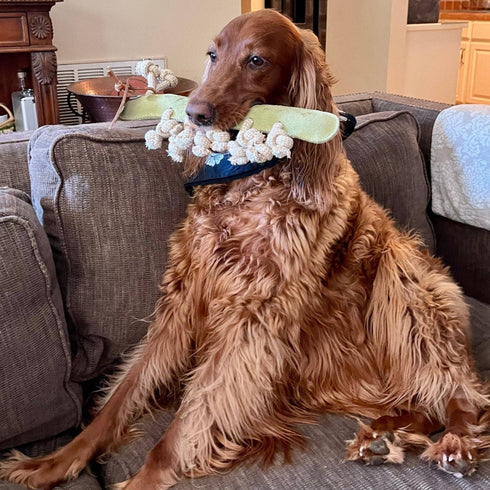 A fluffy, golden-brown dog sits on a cozy couch, playfully holding a green toy with rope knots in its mouth. The dogs fur is well-groomed, and the living room features warm lighting.