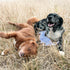 Outback Tails DESERT Dog Chew Toy - Stinky (Ngama)