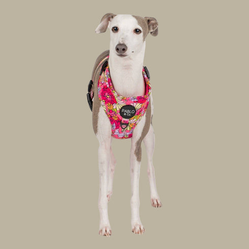 Pablo & Co. IN BLOOM Adjustable Dog Harness
