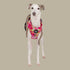 Pablo & Co. IN BLOOM Adjustable Dog Harness