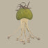Georgie Paws JOE JELLYFISH Dog Toy - GRASS