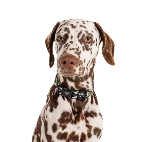 Pablo & Co. NAVY WAVY Dog Collar