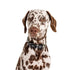Pablo & Co. NAVY WAVY Dog Collar