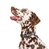 Pablo & Co. NAVY WAVY Dog Collar