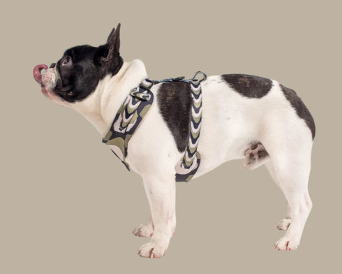 Pablo & Co. NAVY WAVY Adjustable Dog Harness