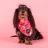 PABLO & CO. CHRISTMAS BANDANA