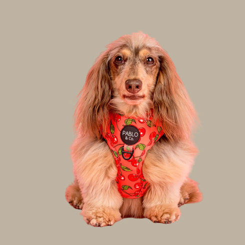 Pablo & Co. CHERRY Adjustable Dog Harness