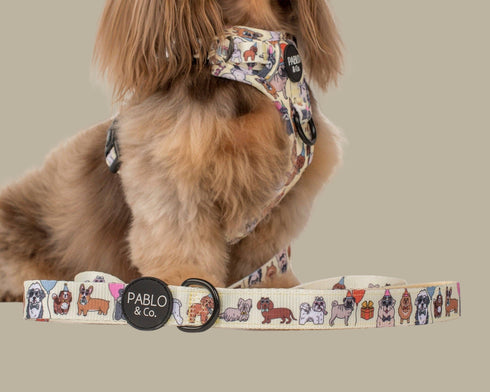 Pablo & Co. PARTY DAWGS Dog Leash