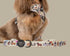 Pablo & Co. PARTY DAWGS Dog Leash