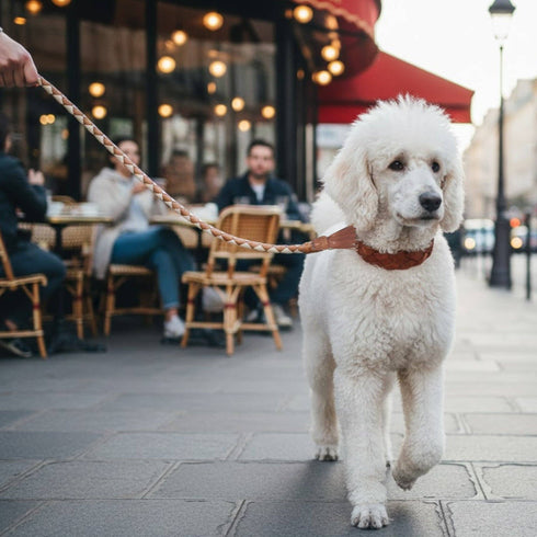Georgie Paws SWANKY Lead - SYRUP