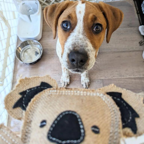 Outback Tails KEVIN THE KOALA Dog Toy