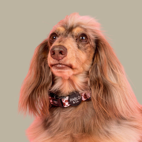 Pablo & Co. RODEO Dog Collar