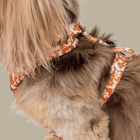 Pablo & Co. RETRO DAZIE Adjustable Dog Harness