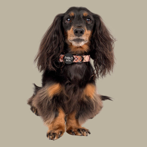 Pablo & Co. KENSINGTON Dog Collar
