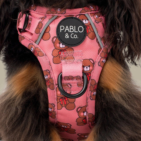 Pablo & Co. TEDDIES No Pull Adventure Dog Harness