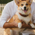 Georgie Paws CASEY Collar - SYRUP