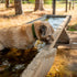 A small, fluffy dog is playfully leaning over the edge of a stone water trough, with its front paws submerged in the water.