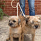 Two small, tan dogs sit side by side on a concrete surface, wearing matching collars. A person stands behind them, holding a lead attachment designed for walking two dogs simultaneously, with a brick wall and ferns visible in.