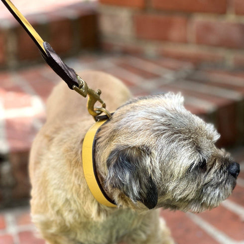 A close-up of a tan dog wearing a yellow collar, standing on a brick path. The dog has a short coat and is looking to the side, while a leash is attached to the collar, showcasing a blend of elegance and functionality.