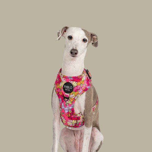 Pablo & Co. IN BLOOM Adjustable Dog Harness