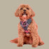 Pablo & Co. PATCH'S PLAID Adjustable Dog Harness