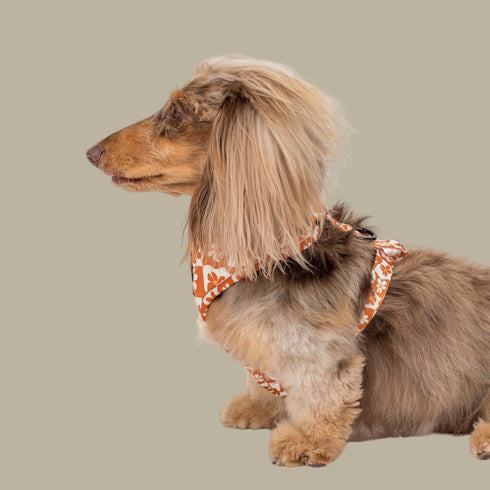 Pablo & Co. RETRO DAZIE Adjustable Dog Harness
