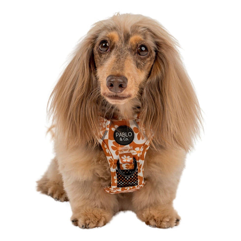 Pablo & Co. RETRO DAZIE No Pull Adventure Dog Harness