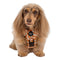 Pablo & Co. RETRO DAZIE No Pull Adventure Dog Harness