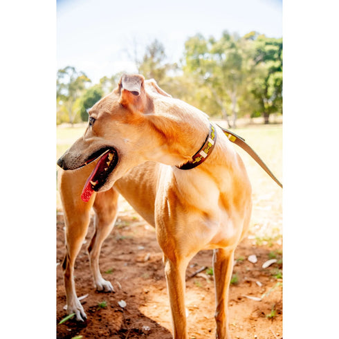 GEORGIE PAWS LOKKI GREEN POLO COLLAR