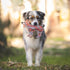 Outback Tails DESERT Dog Chew Toy - Trevor (Snake Dreaming)