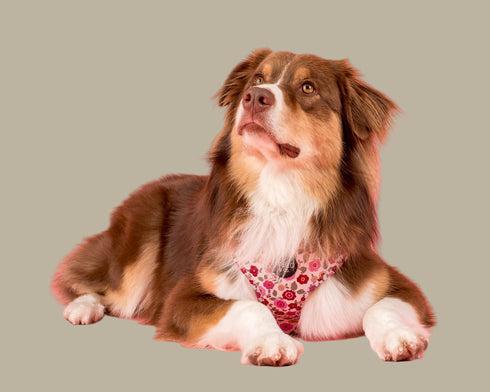 Pablo & Co. PRIMROSE Adjustable Dog Harness