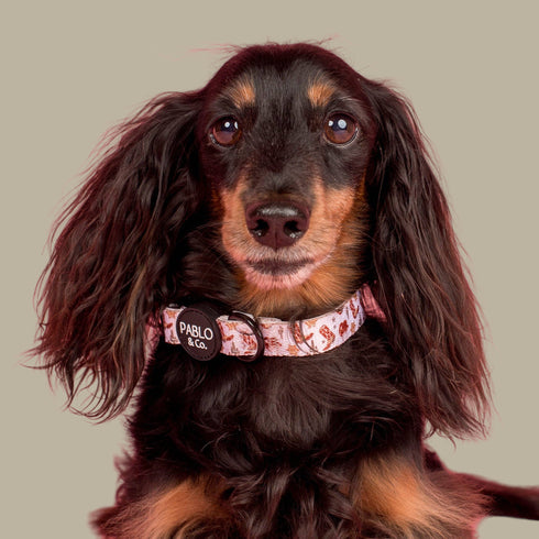Pablo & Co. HOWDY Dog Collar