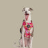 Pablo & Co. IN BLOOM Adjustable Dog Harness