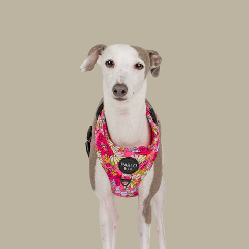 Pablo & Co. IN BLOOM Adjustable Dog Harness