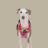 Pablo & Co. IN BLOOM Adjustable Dog Harness