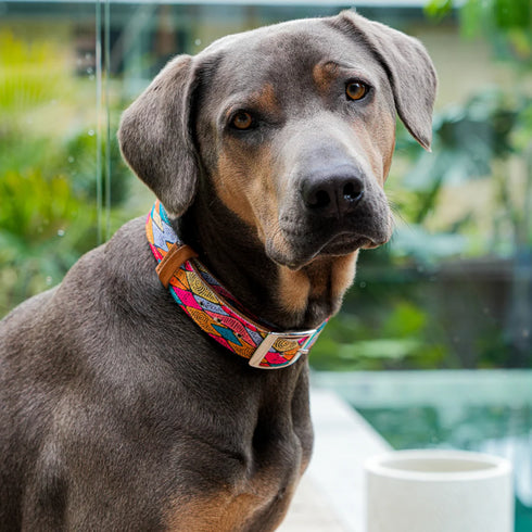 Outback Tails Leather Dog Collar - Sand Dunes