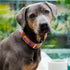 Outback Tails Leather Dog Collar - Sand Dunes