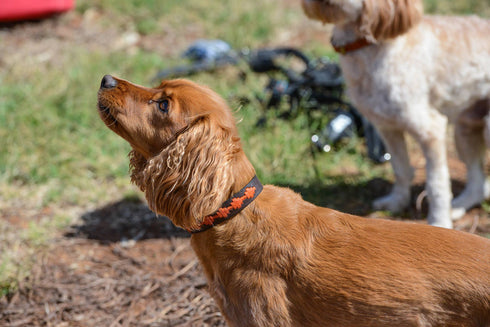Georgie Paws POLO BARK Collar - Ochre